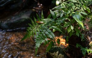 Moore Australia congratulates client Biome Australia, for its successful listing on the Australian Stock Exchange (ASX) today (ASX: BIO).