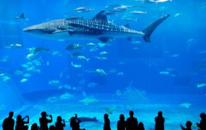 Insights and Analysis from 'Shark Tank’ Season 5