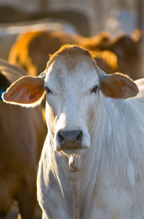 moore australia rockhampton