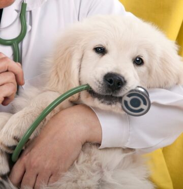 banner-veterinary-care-moore-australia