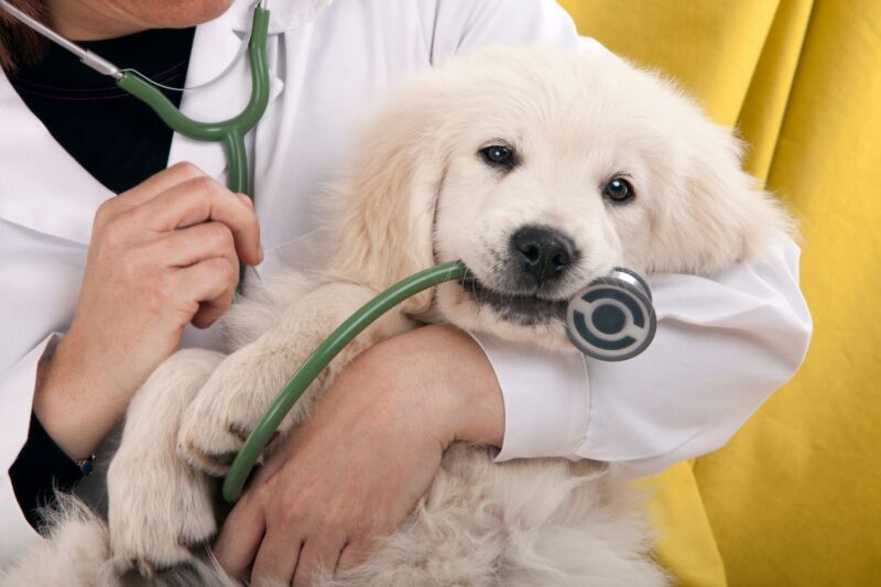 banner-veterinary-care-moore-australia