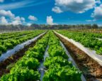 Agribusiness services at Moore Australia