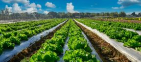 Agribusiness services at Moore Australia