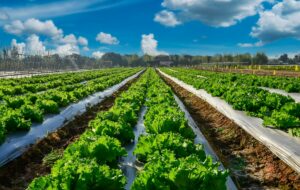 Agribusiness services at Moore Australia