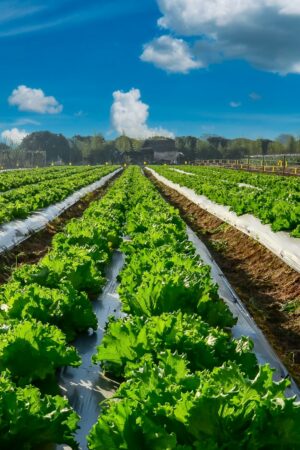 Agribusiness services at Moore Australia
