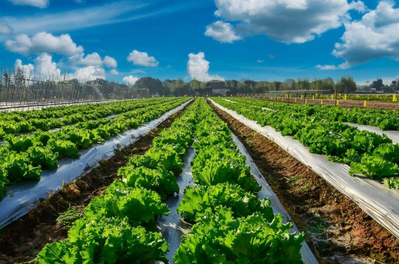 Agribusiness services at Moore Australia