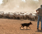 An Australian farmer stands in a dusty paddock at golden hour, working dog at their side, moving a mob of sheep across open grazing country.