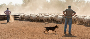 An Australian farmer stands in a dusty paddock at golden hour, working dog at their side, moving a mob of sheep across open grazing country.