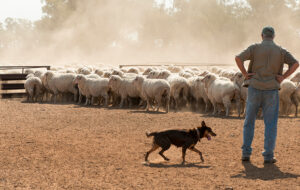 An Australian farmer stands in a dusty paddock at golden hour, working dog at their side, moving a mob of sheep across open grazing country.