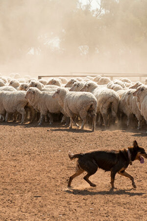 An Australian farmer stands in a dusty paddock at golden hour, working dog at their side, moving a mob of sheep across open grazing country.