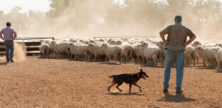 An Australian farmer stands in a dusty paddock at golden hour, working dog at their side, moving a mob of sheep across open grazing country.