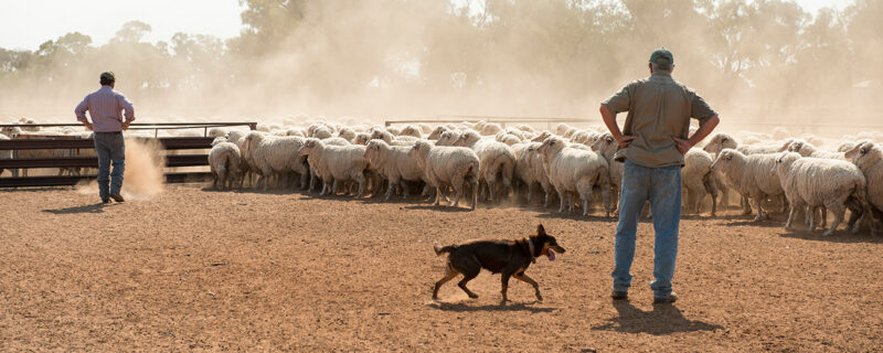 An Australian farmer stands in a dusty paddock at golden hour, working dog at their side, moving a mob of sheep across open grazing country.