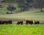 A herd of Hereford cattle grazing in a lush green fodder crop, with rolling pasture, gum trees and a forested hillside behind them.