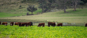 A herd of Hereford cattle grazing in a lush green fodder crop, with rolling pasture, gum trees and a forested hillside behind them.