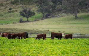 A herd of Hereford cattle grazing in a lush green fodder crop, with rolling pasture, gum trees and a forested hillside behind them.
