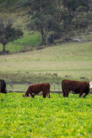 A herd of Hereford cattle grazing in a lush green fodder crop, with rolling pasture, gum trees and a forested hillside behind them.
