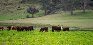 A herd of Hereford cattle grazing in a lush green fodder crop, with rolling pasture, gum trees and a forested hillside behind them.