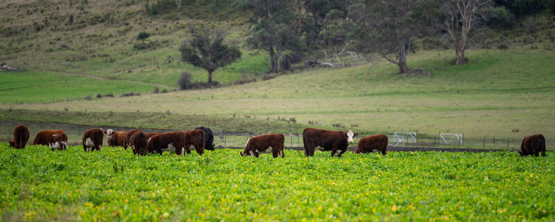 A herd of Hereford cattle grazing in a lush green fodder crop, with rolling pasture, gum trees and a forested hillside behind them.